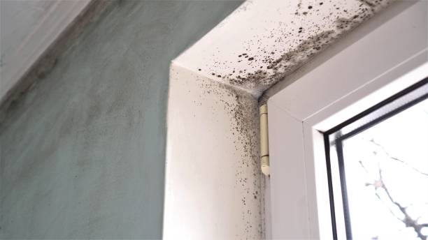 Best Localized Mold Remediation (e.g., coastal areas, humid climates) in Oakville, CT