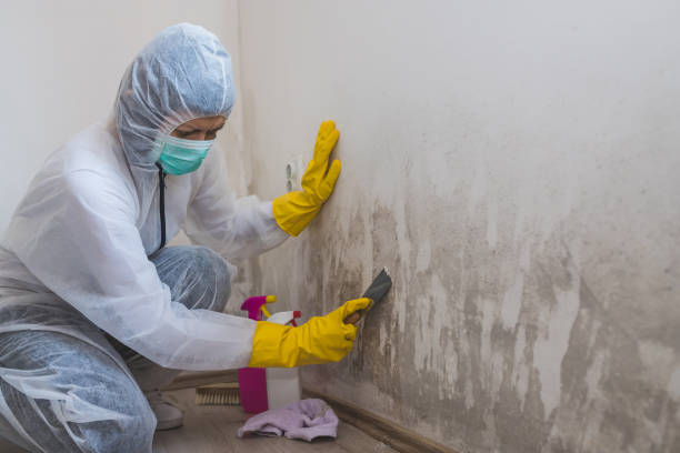 Best Emergency Mold Remediation in Oakville, CT