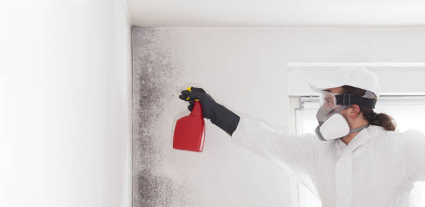 Best Mold Remediation for Schools in Oakville, CT