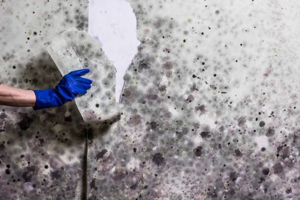 Best Mold Remediation for Specific Building Types in Oakville, CT